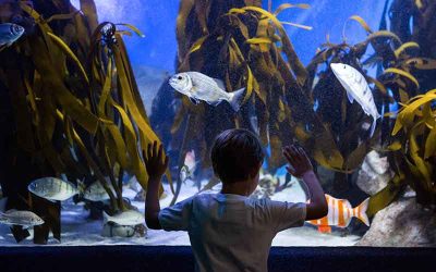 Kom hjem efter jagt til et flot akvarium fyldt med fisk – Køb dem på dyreportal.dk